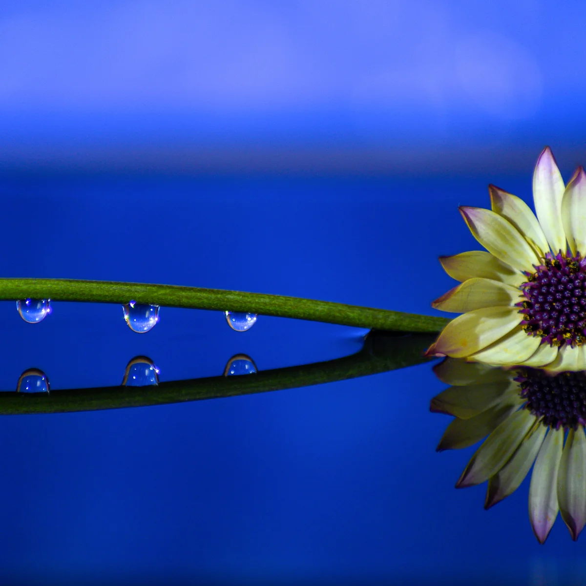 投稿写真：おうち時間