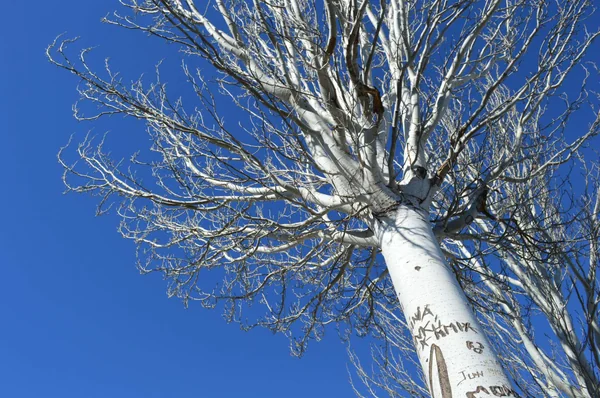 投稿：バレンシアの空と白樺