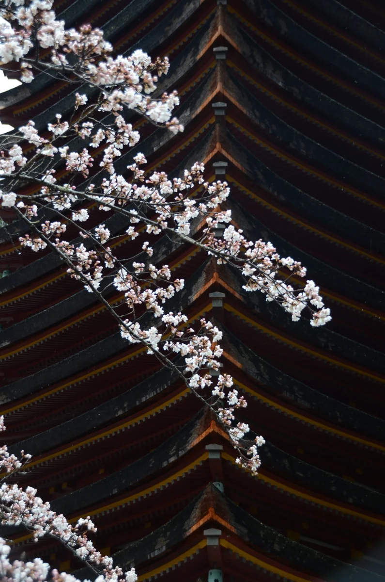 投稿写真：談山神社桜