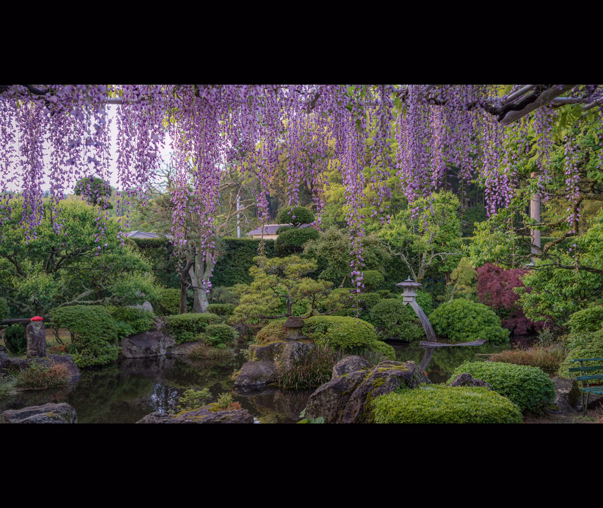 投稿写真：藤に魅せられて