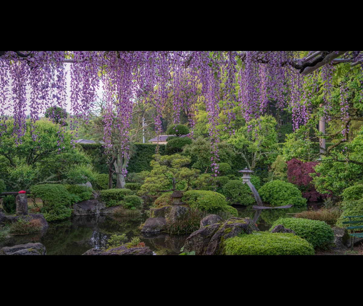 投稿写真：藤に魅せられて