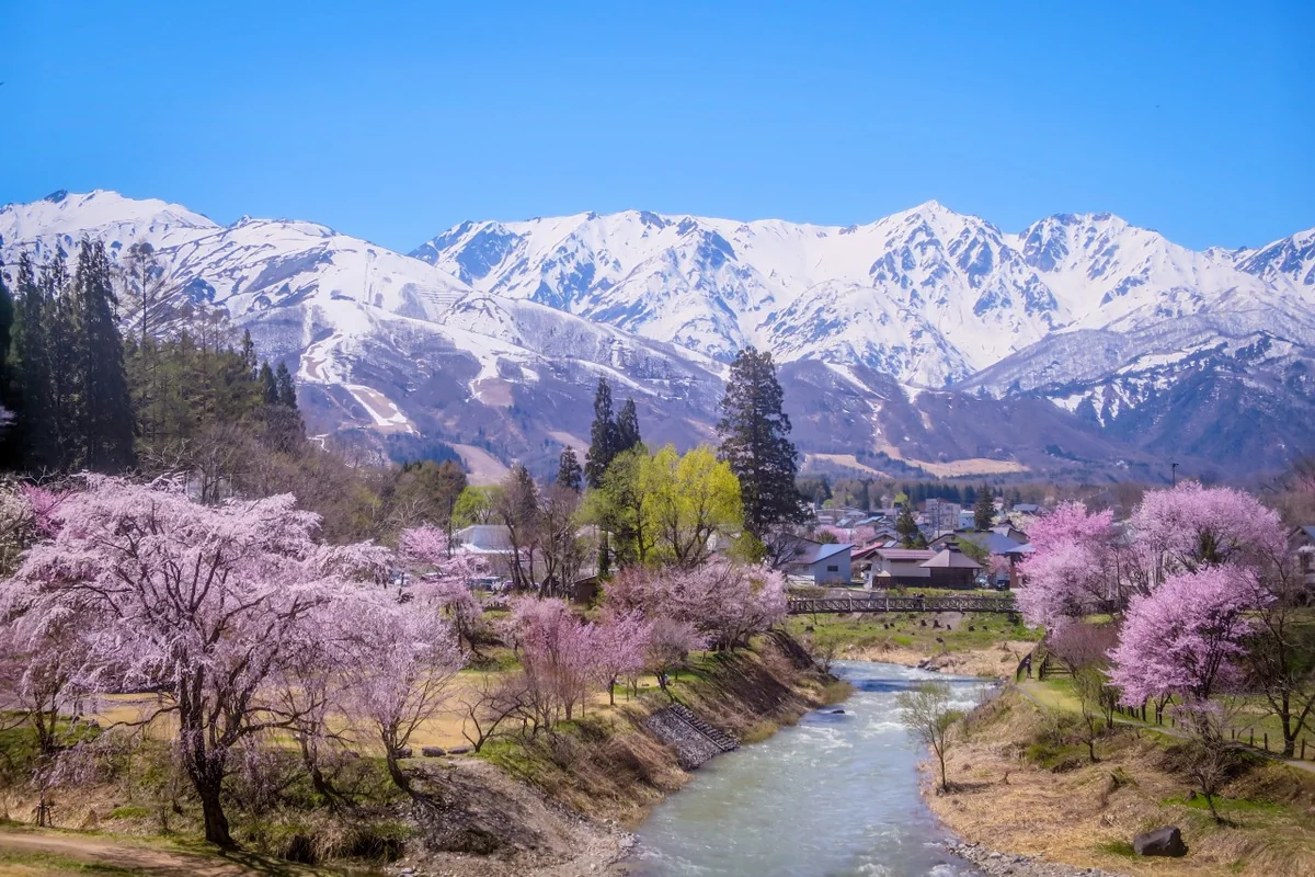 投稿写真：青空に映える満開の桜と残雪の北アルプス