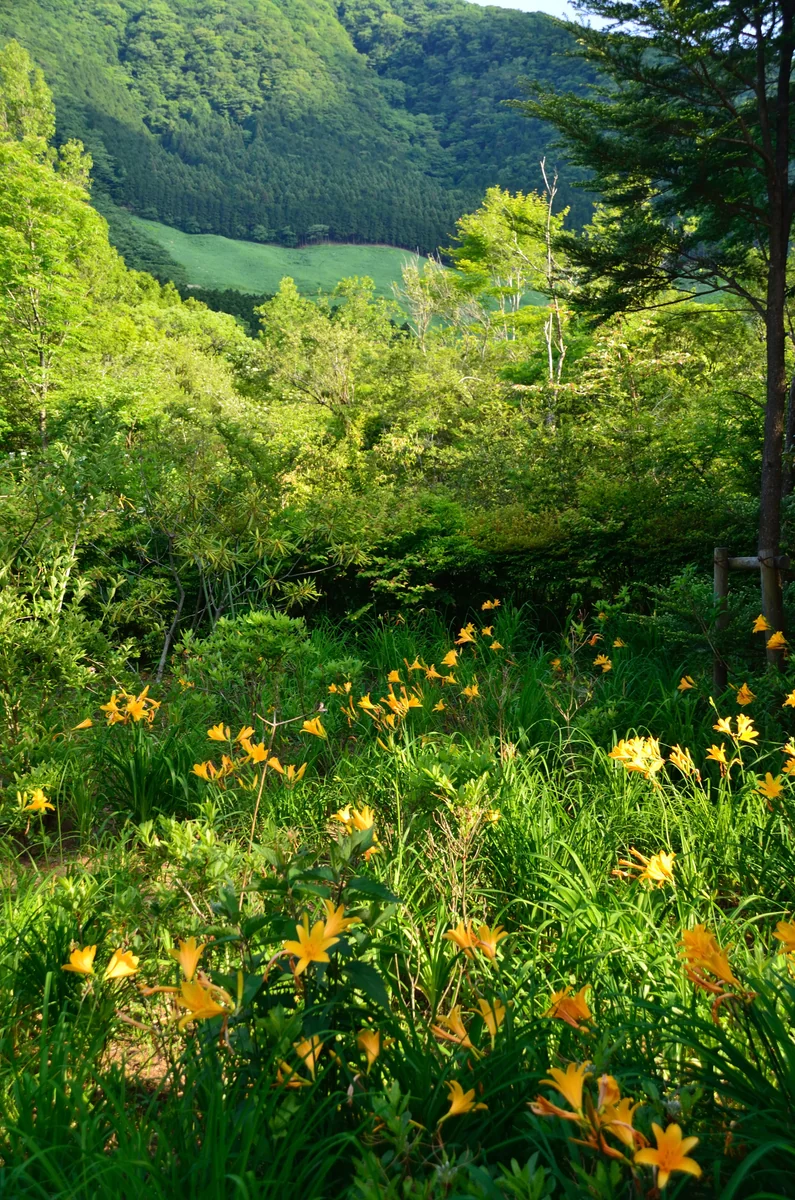 投稿写真：ニッコウキスゲの咲く森