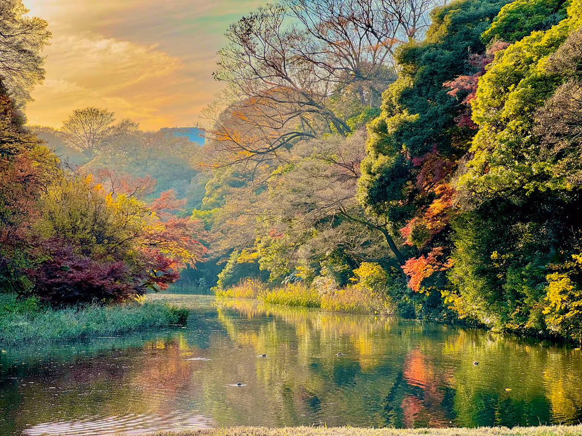 投稿写真：皇居の秋