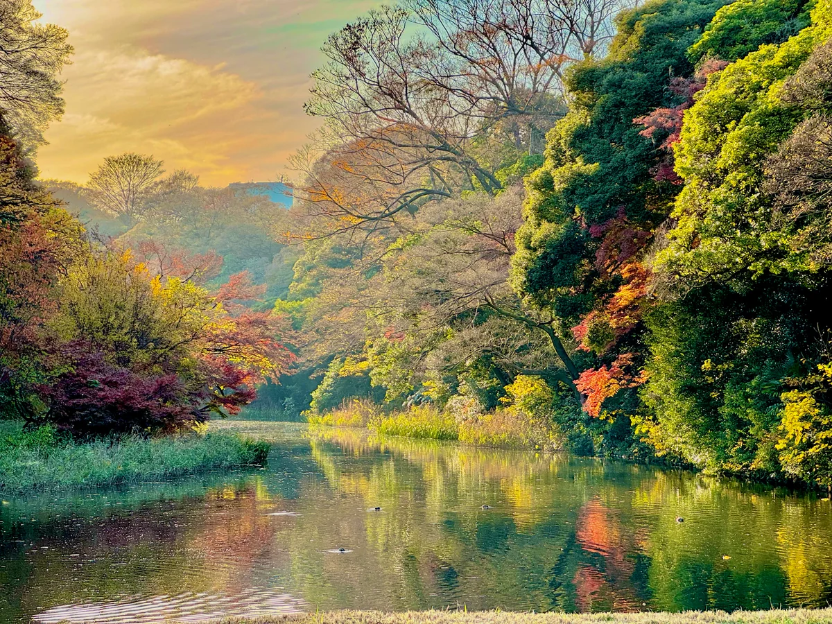 投稿写真：皇居の秋