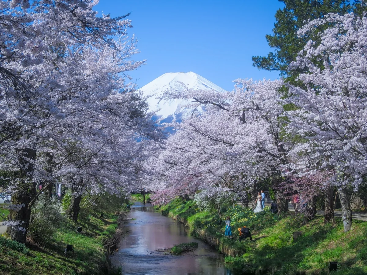 投稿写真：春の小川