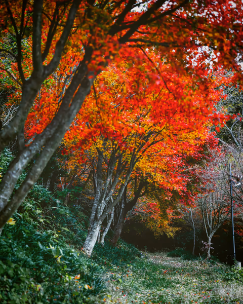 投稿：紅葉の誘い