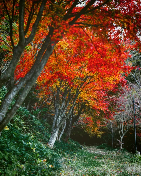 投稿：紅葉の誘い