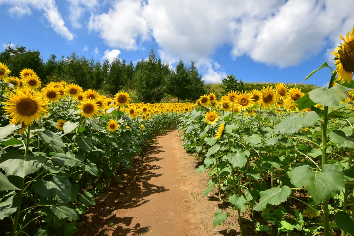 投稿写真：三ノ倉高原ひまわり畑