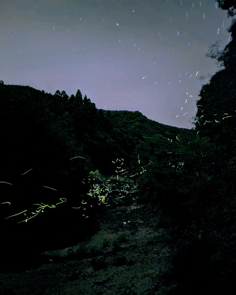 投稿写真：ホタル銀河