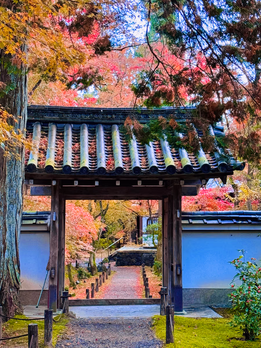 投稿写真：秋色京都🍁竹の寺 地蔵院