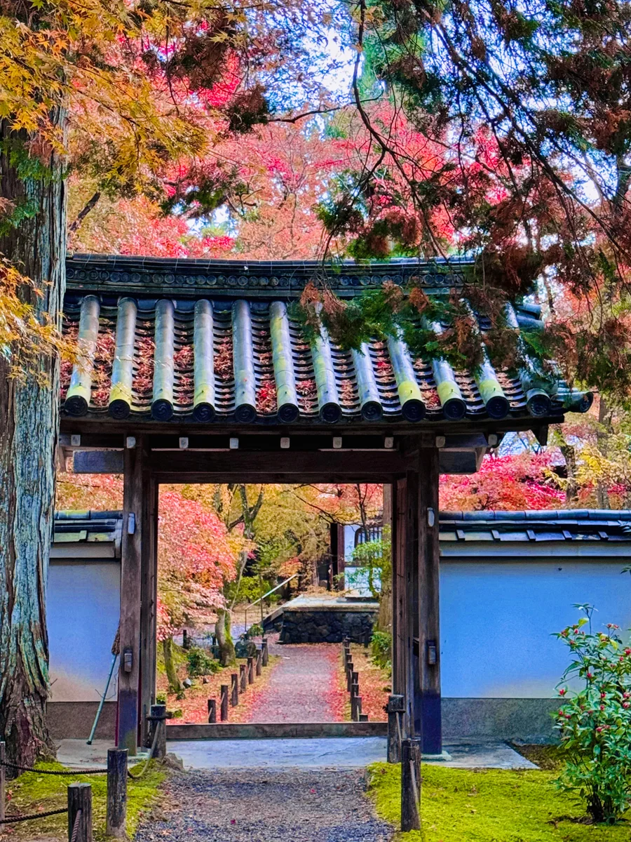 投稿写真：秋色京都🍁竹の寺 地蔵院