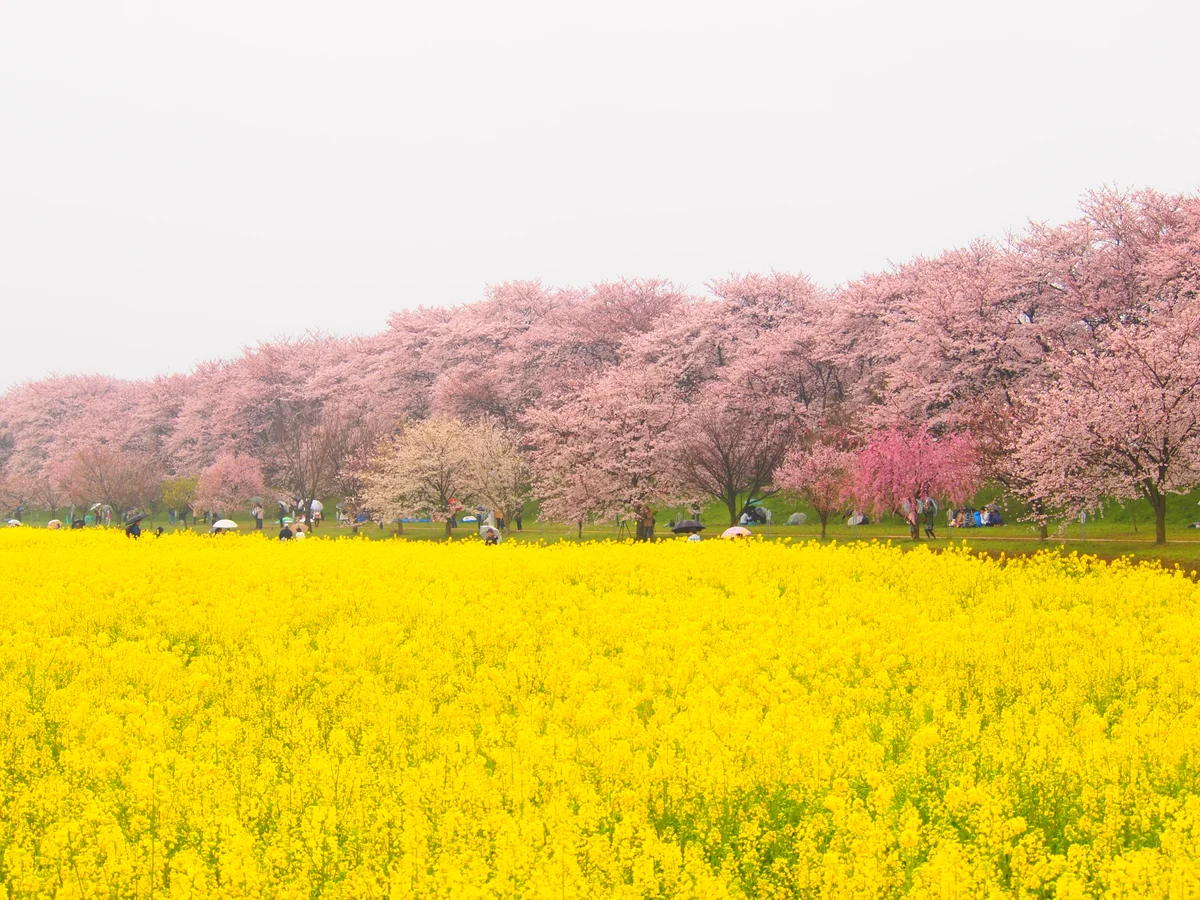 Nさんの投稿写真