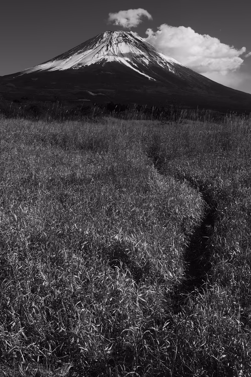 投稿写真：冬の枯野の向こうの富士