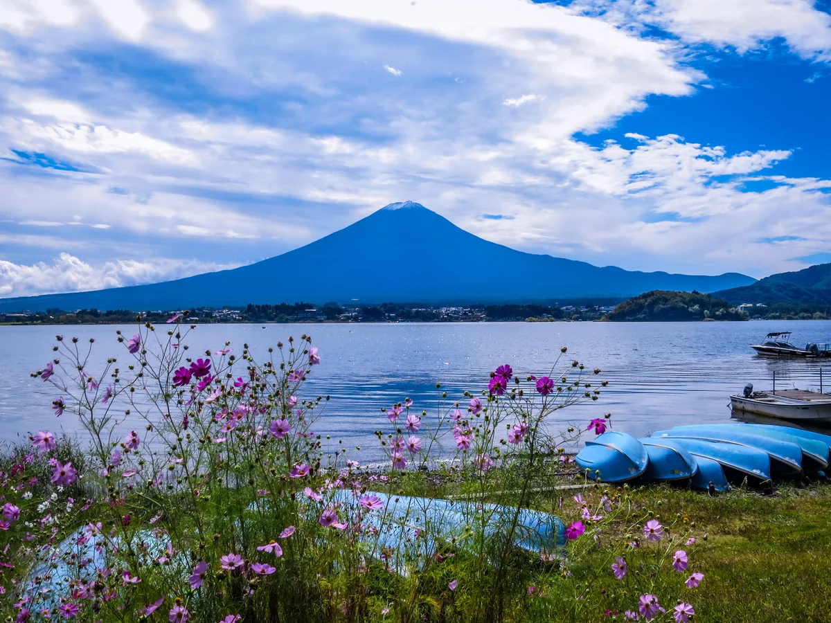 投稿写真：初冠雪富士とコスモス