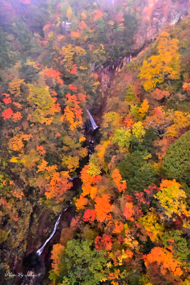 投稿写真：見下ろす紅葉