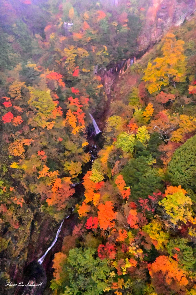 投稿写真：見下ろす紅葉