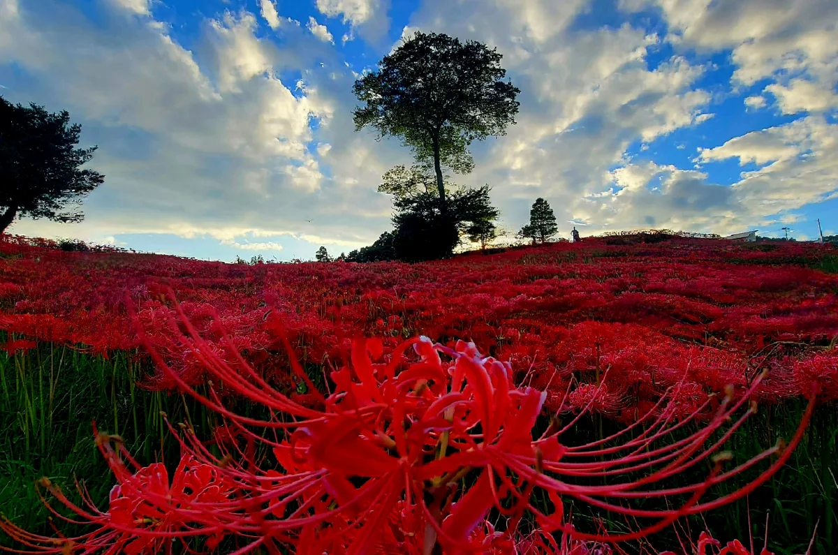投稿写真：真っ赤な世界