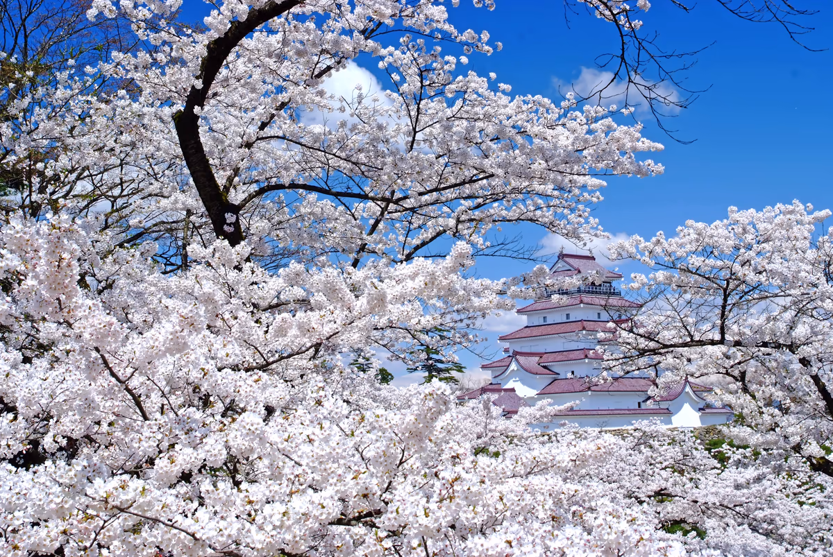 投稿写真：名城の春