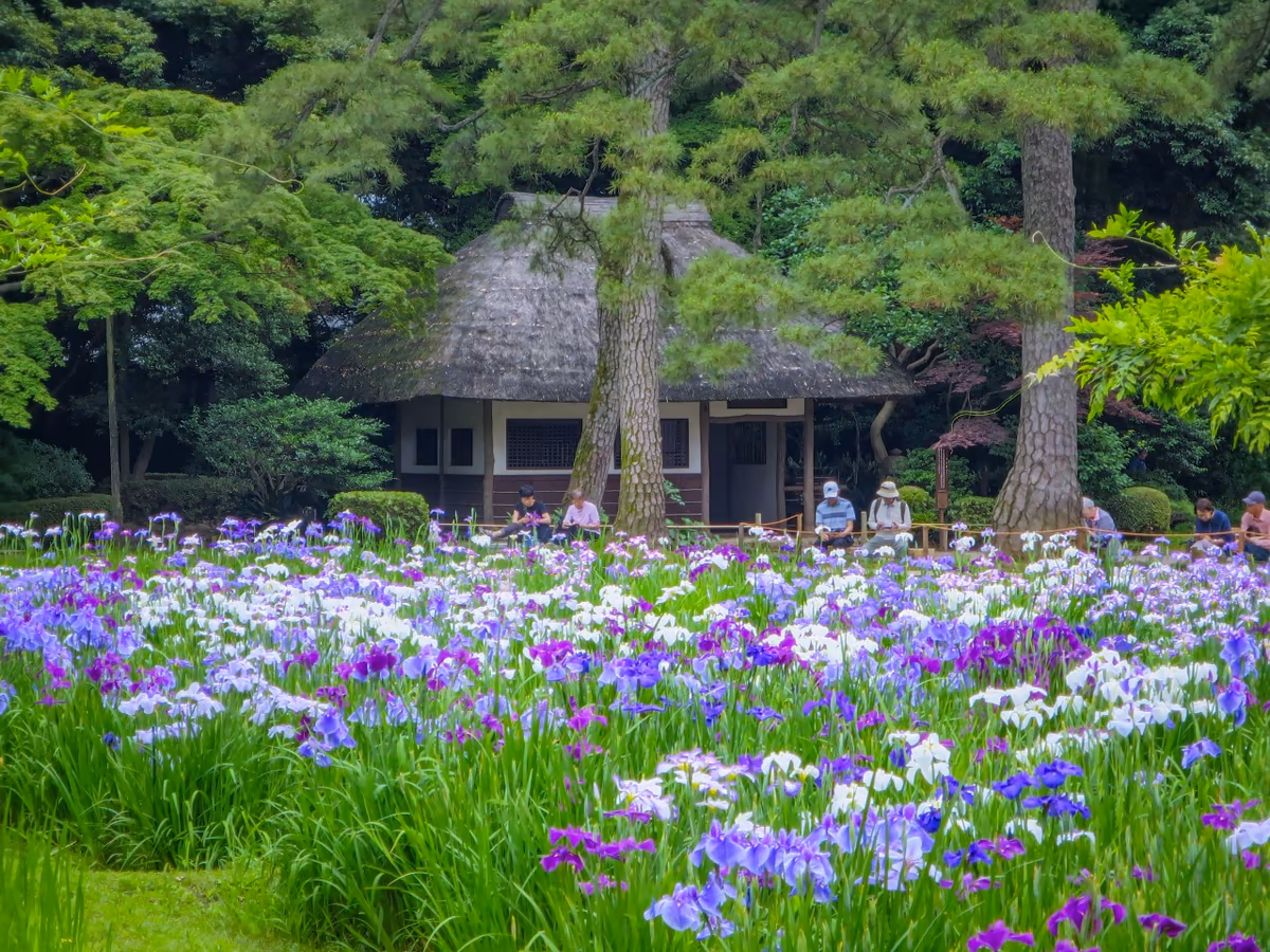 投稿写真：ハナショウブと東屋