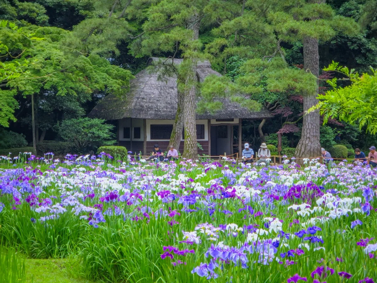 投稿写真：ハナショウブと東屋