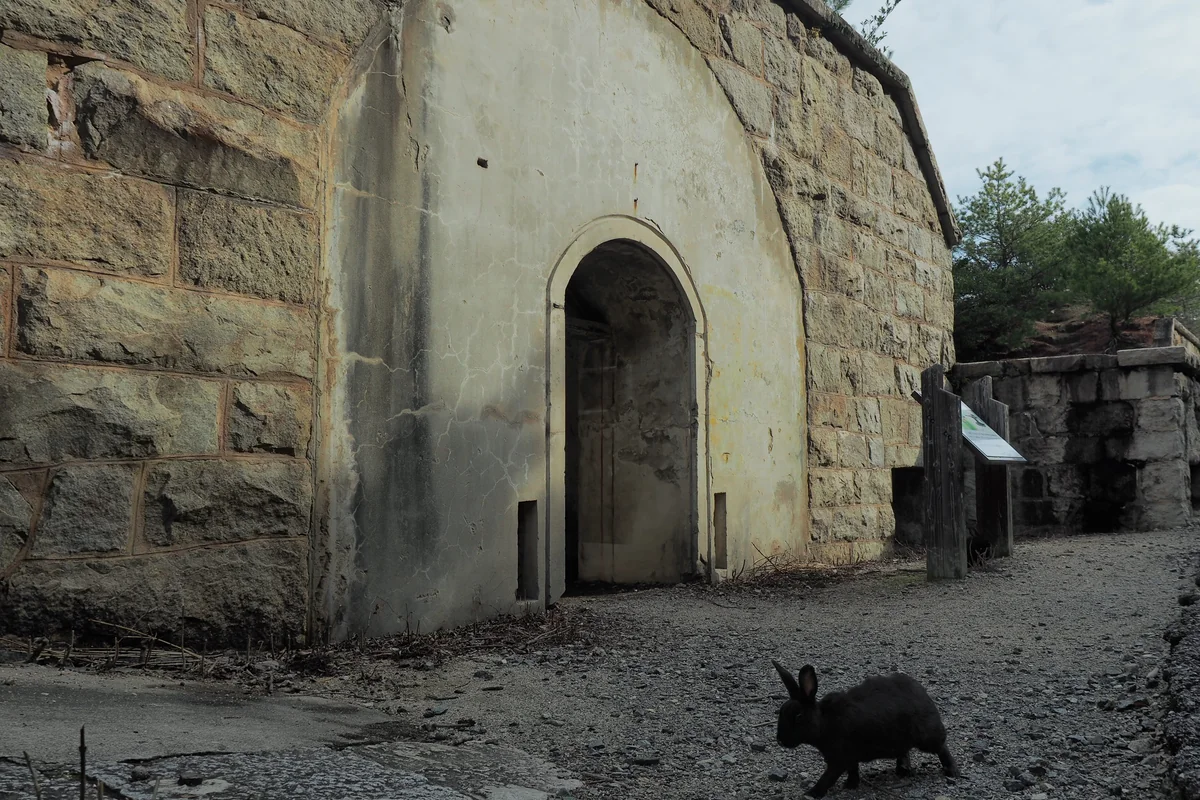 投稿写真：大久野島の廃墟とウサギ