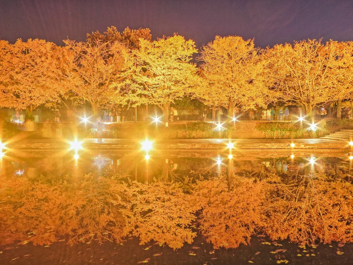 投稿写真：ライトアップされたイチョウ並木の黄葉のリフレクション