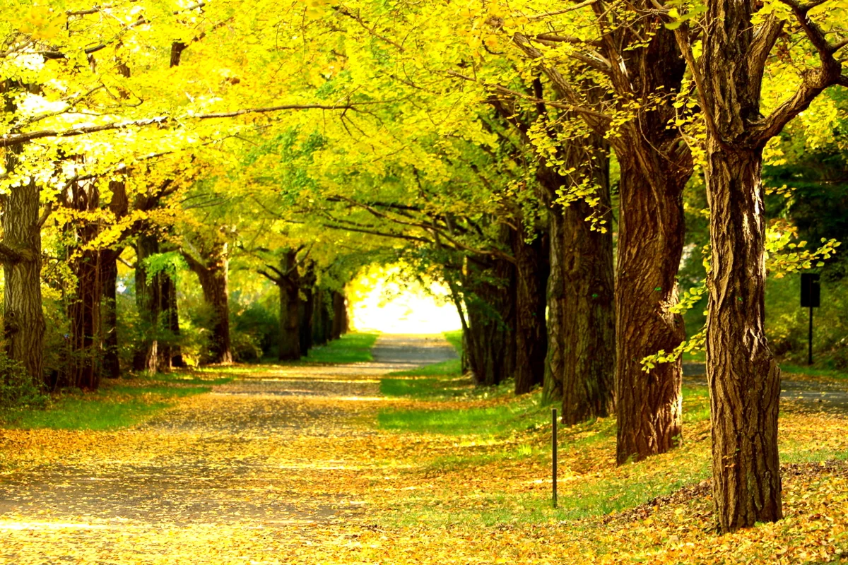 投稿写真：銀杏並木