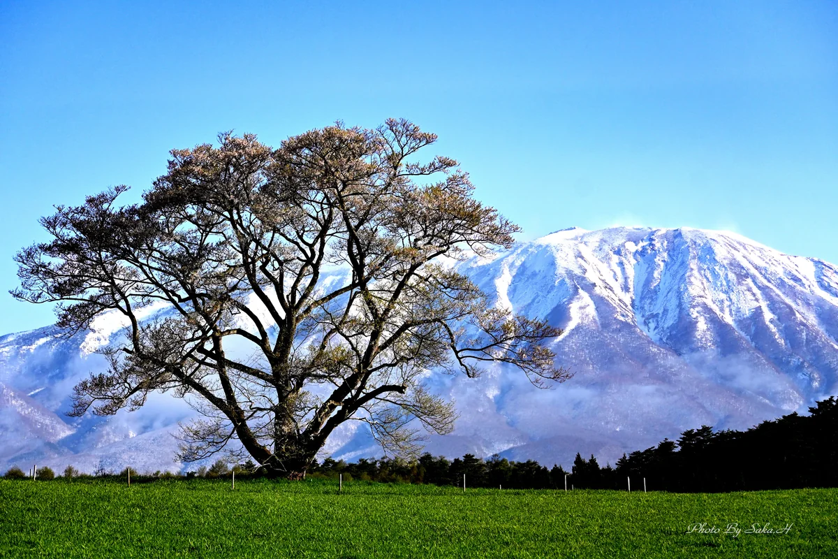 投稿写真：１本桜と岩手山