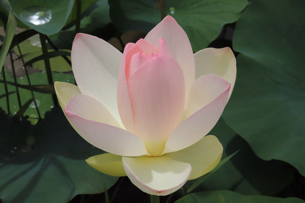 投稿写真：蓮の花