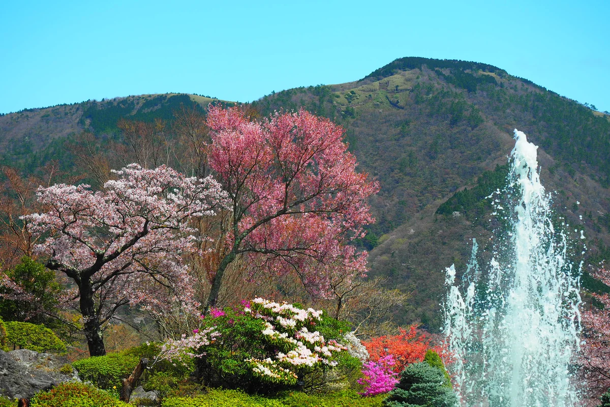 投稿写真：強羅公園　噴水と桜