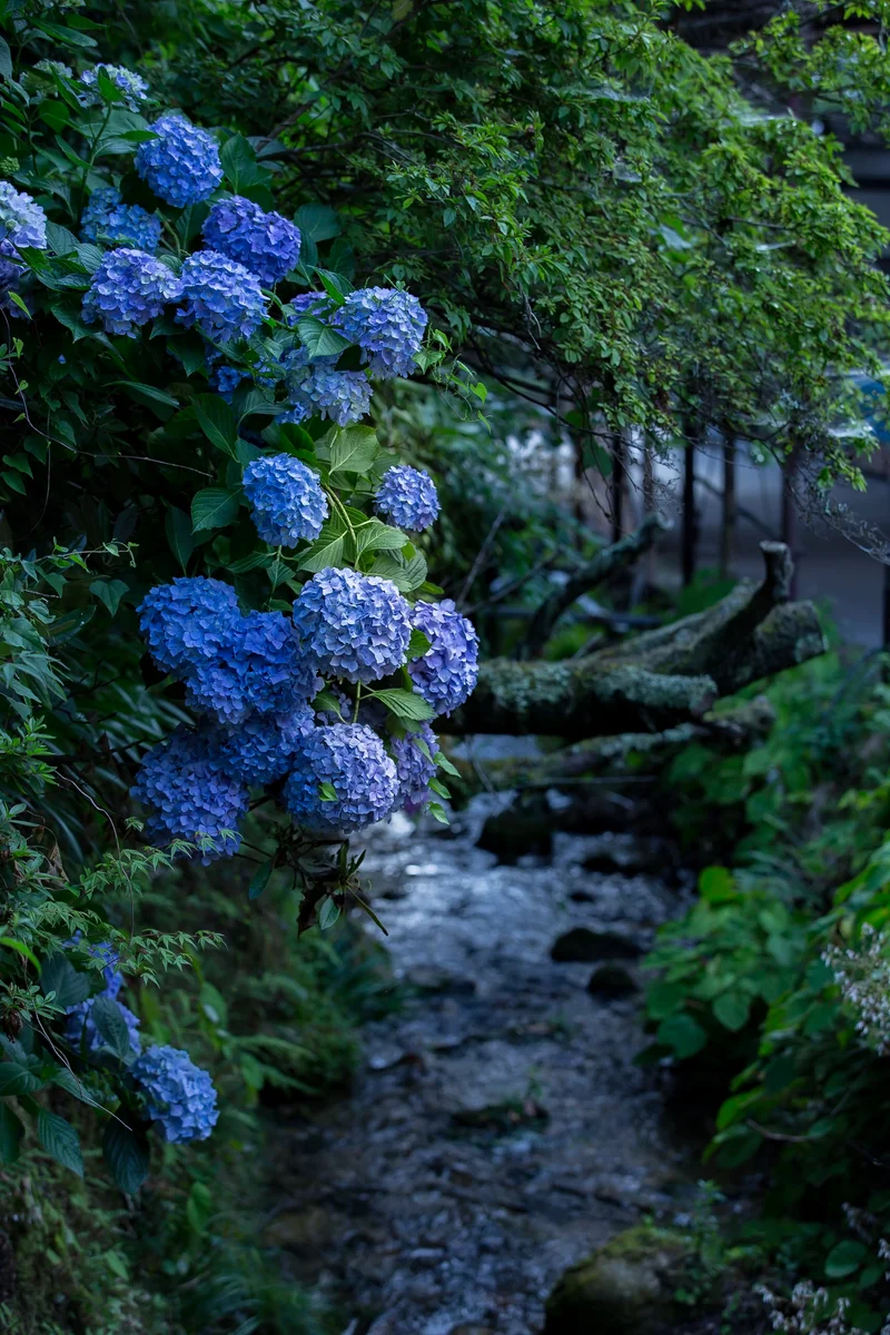 投稿写真：涼しげに…