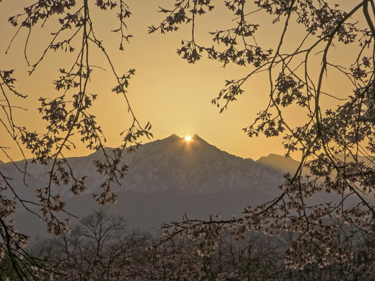 投稿写真：桜ダイヤモンド鹿島槍ヶ岳最後の輝き