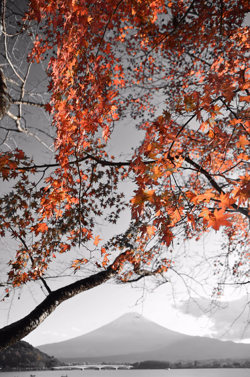 投稿写真：河口湖畔　秋の紅葉