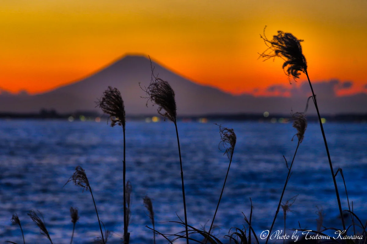 投稿写真：ふしぎな岬より夕富士暮れ行く枯れススキ