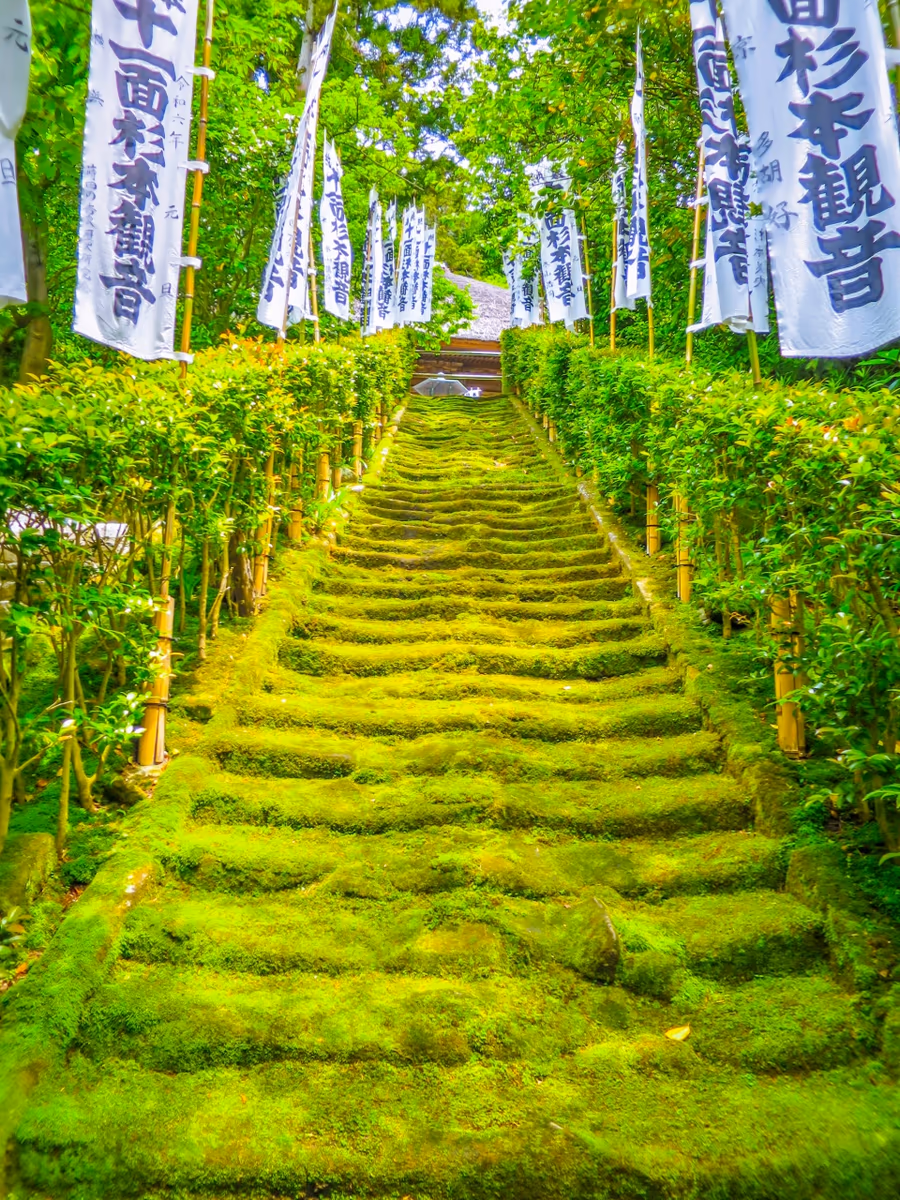 投稿写真：苔の階段