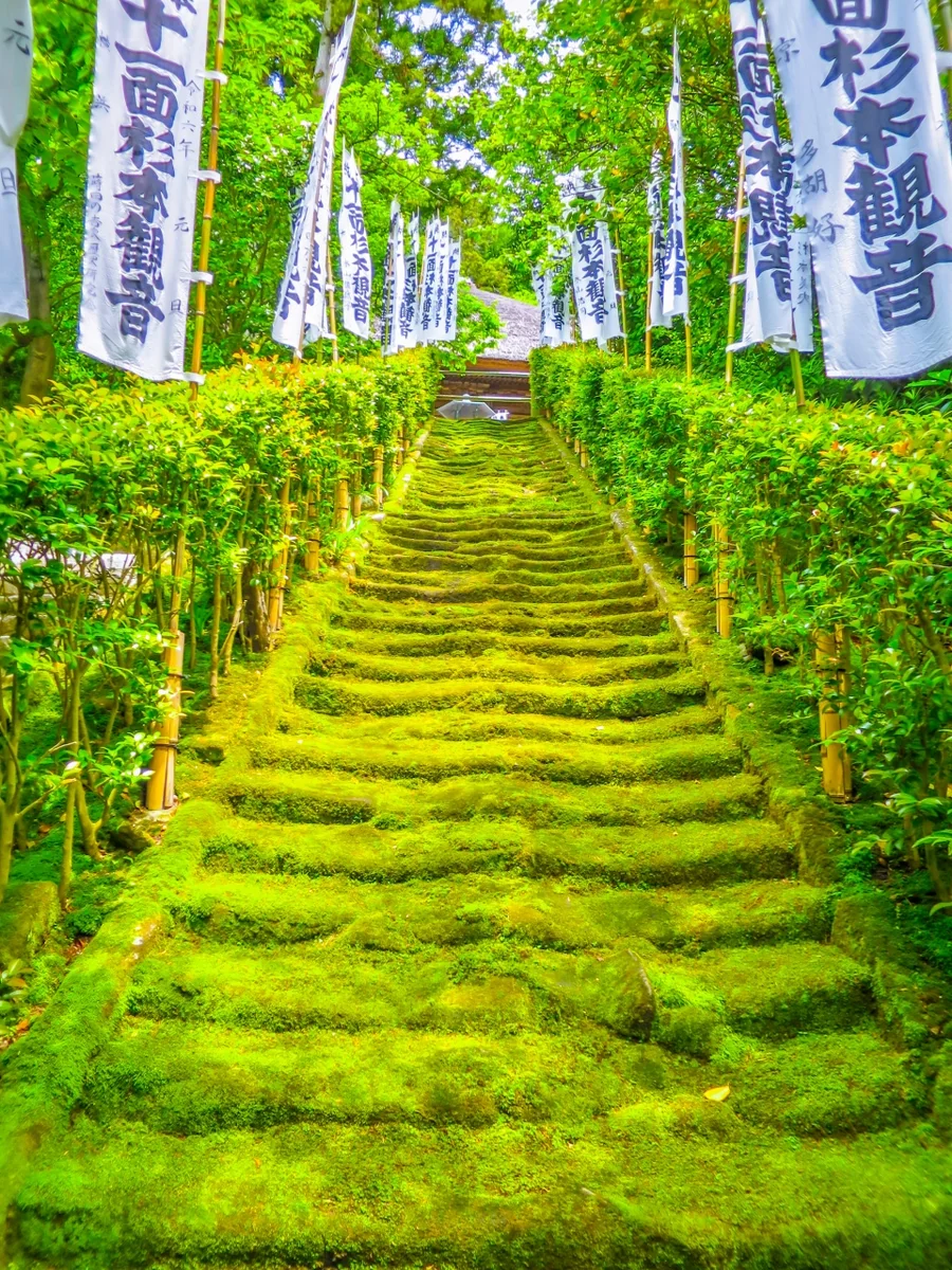 投稿写真：苔の階段