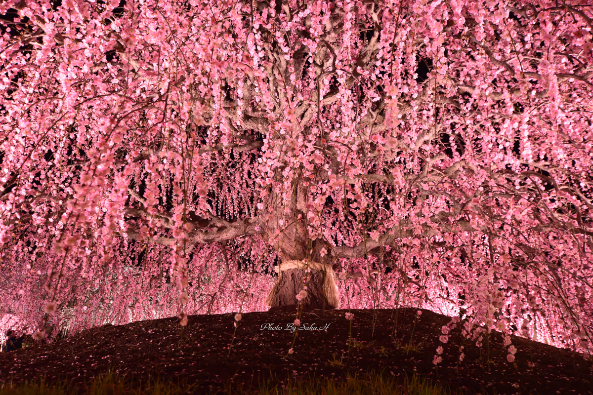 投稿写真：しだれ梅