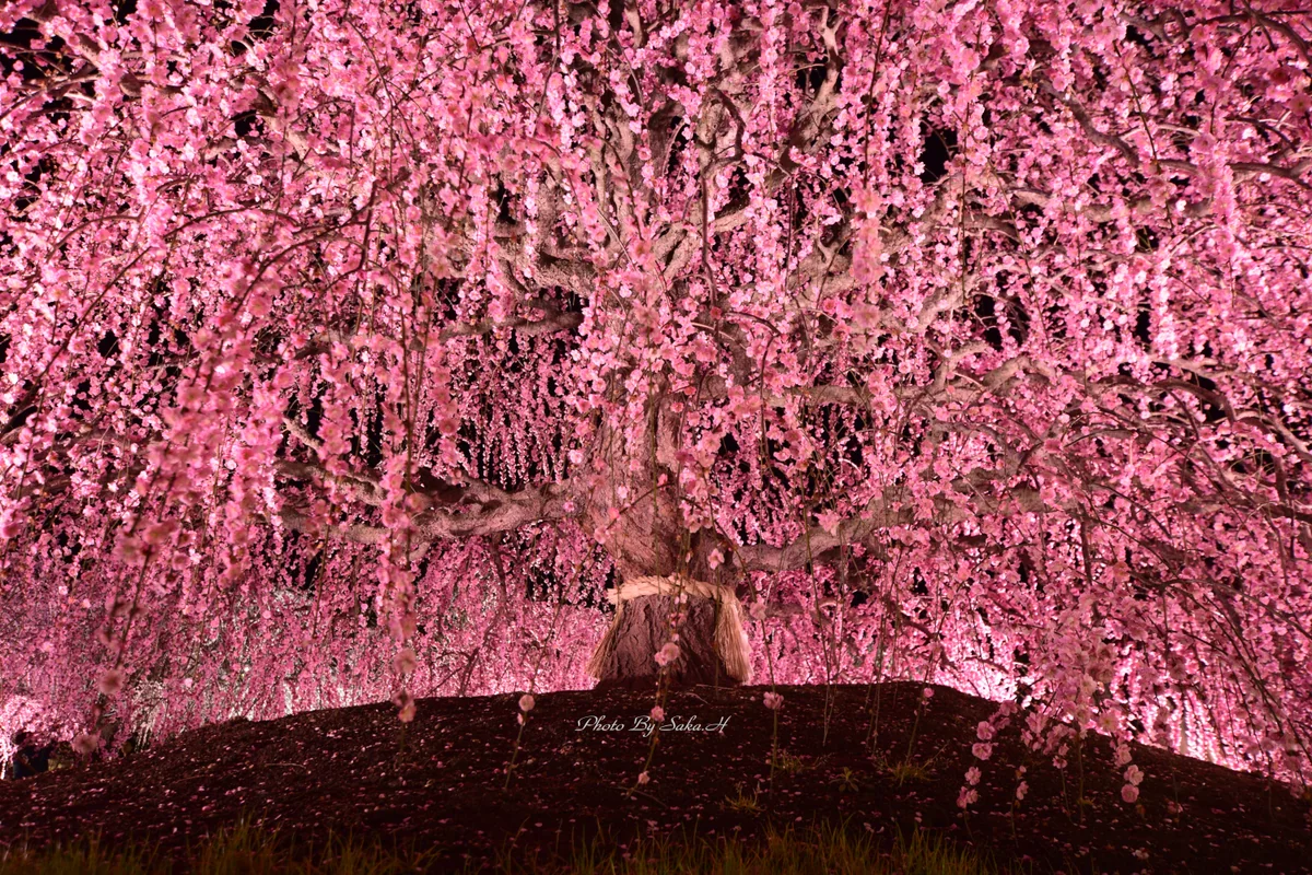 投稿写真：しだれ梅