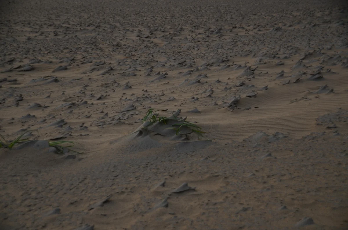 投稿写真：砂丘の生命