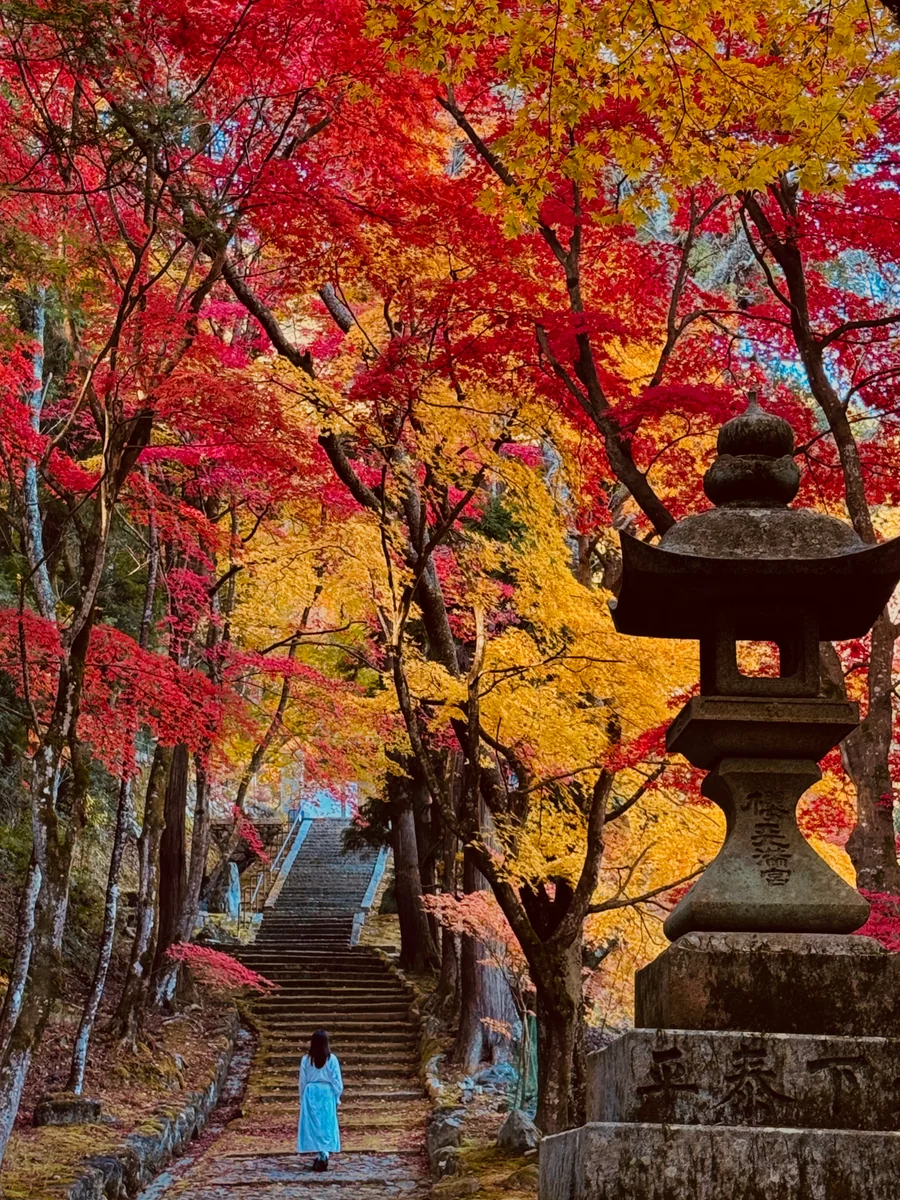 投稿写真：秋色京都🍁桜天満と積善寺の参道