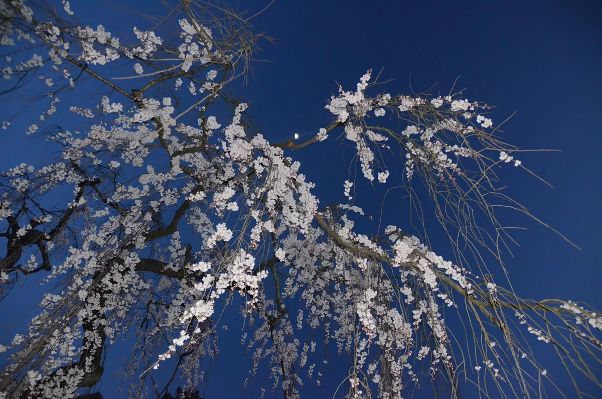 投稿写真：しだれ桜　夜の光