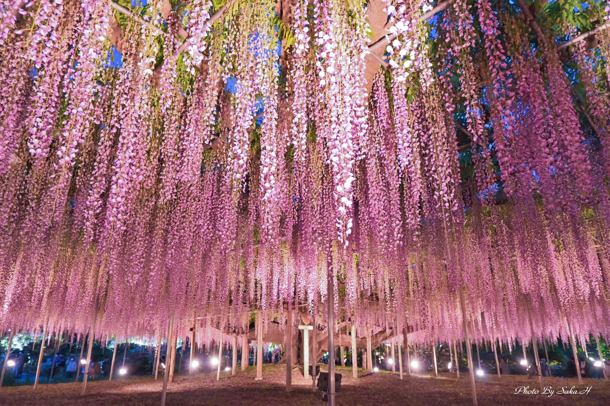 投稿写真：奇跡の大藤