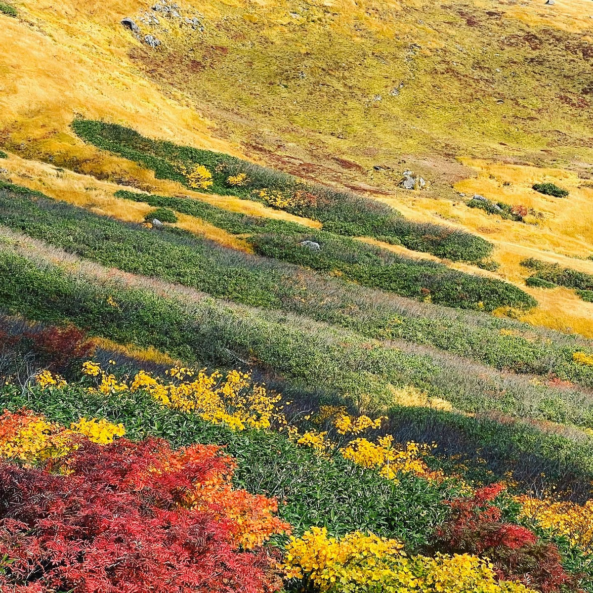 投稿写真：『月山』の紅葉