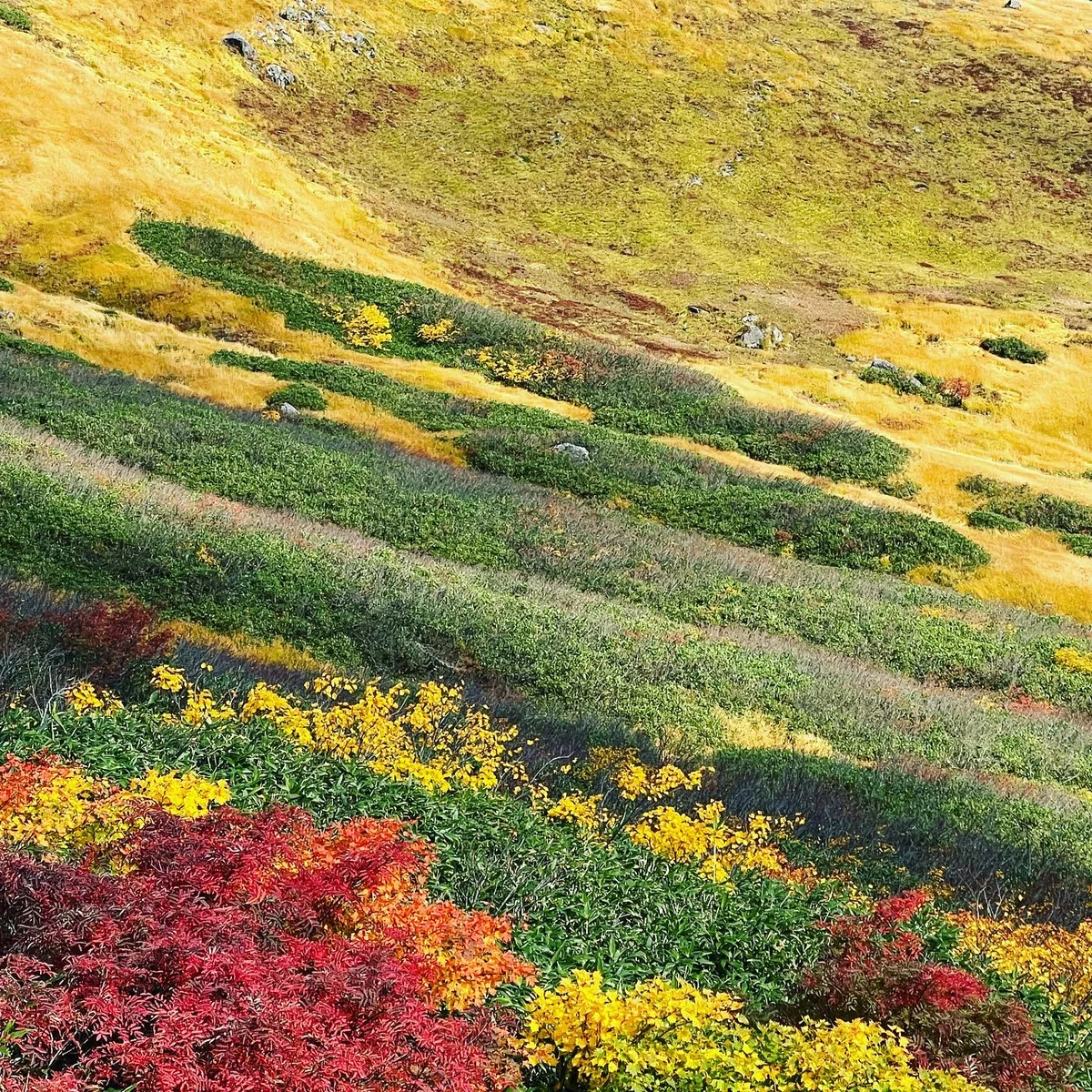 投稿写真：『月山』の紅葉