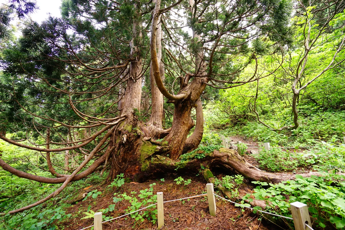 投稿写真：風雪耐え凌ぐ佐渡の天然杉