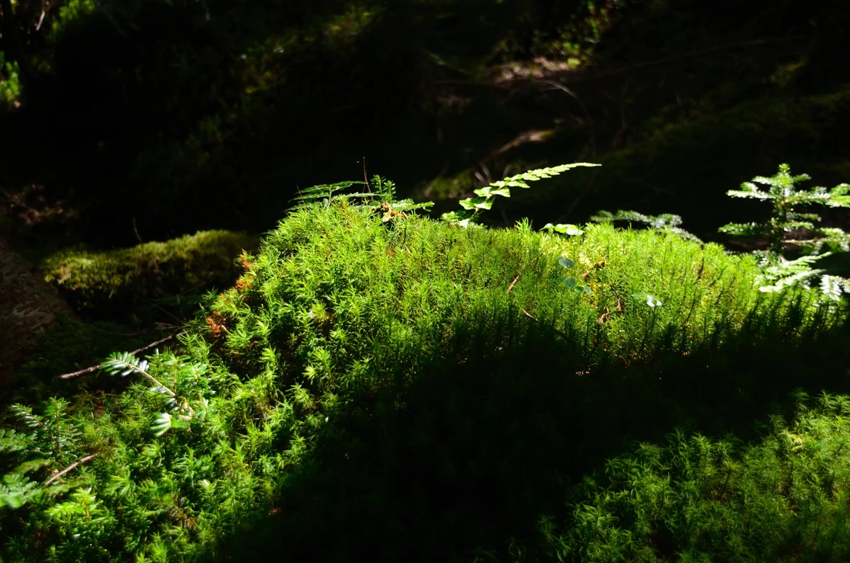 投稿写真：日光白根山　もののけの森