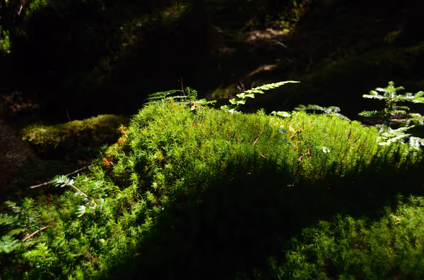 投稿：日光白根山　もののけの森