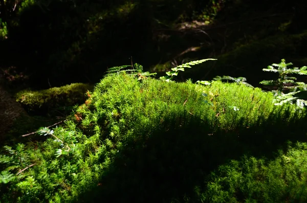 投稿：日光白根山　もののけの森