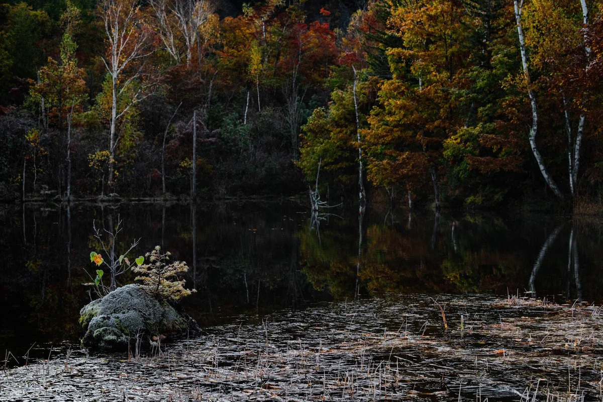 投稿写真：霜の降りる頃